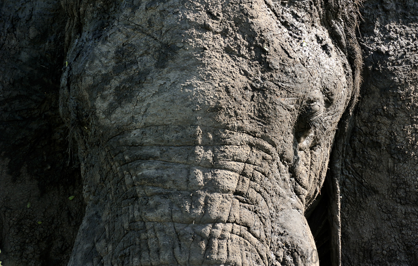 Loxodonta africana [550 mm, 1/400 sec at f / 8.0, ISO 1000]